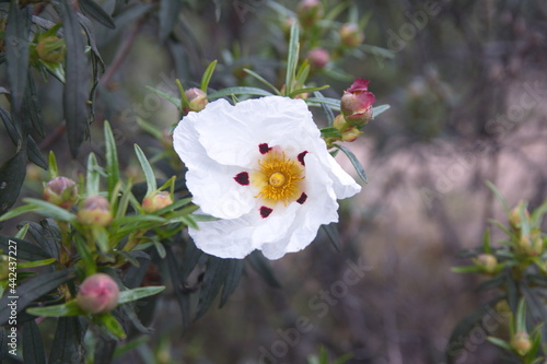 Blossom of rock rose, gum cistus, wild cistus, Cistus libanotis ornamental and medicinal plant photo