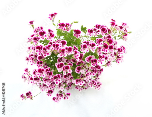 Pelargonium crispum "Angel eyes", Geranium Angel's Perfume  with Pink - white flowers