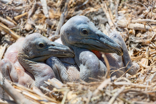 Dalmatian pelican newborn chicks in the nest in the delta of Volga River, near Caspian sea, Astrakhan, Russia (May 8, 2013). 