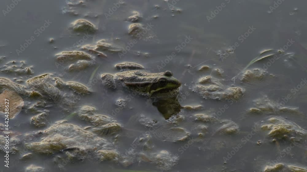 Close-up, Frog Eats Caught Dragonfly Sitting in Water Near Shore in Algae Environment Close-up, Frog Eats Caught Dragonfly Sitting in Water Near Shore in Algae Environment