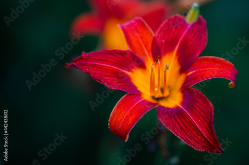 Vibrant Red Lily in the Garden
