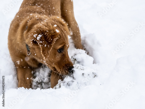 Fototapeta Naklejka Na Ścianę i Meble -  Puppy Playing in the Snow