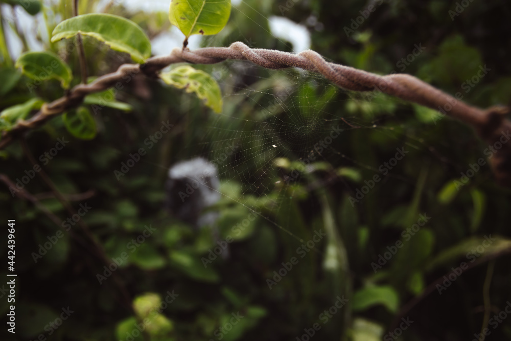 Obraz premium Spiderweb threaded on a vine- vintage look