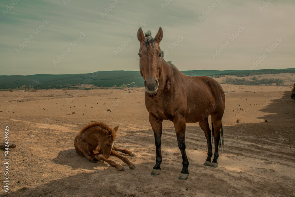 horse and foal horse and foal