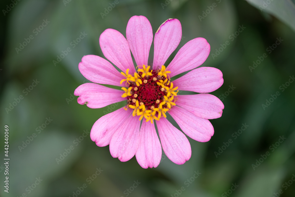Obraz premium Close up zinnia flower on green leafy background. zinnia flower in tropical garden is sunflower family genus. All flowers are red, pink and yellow.