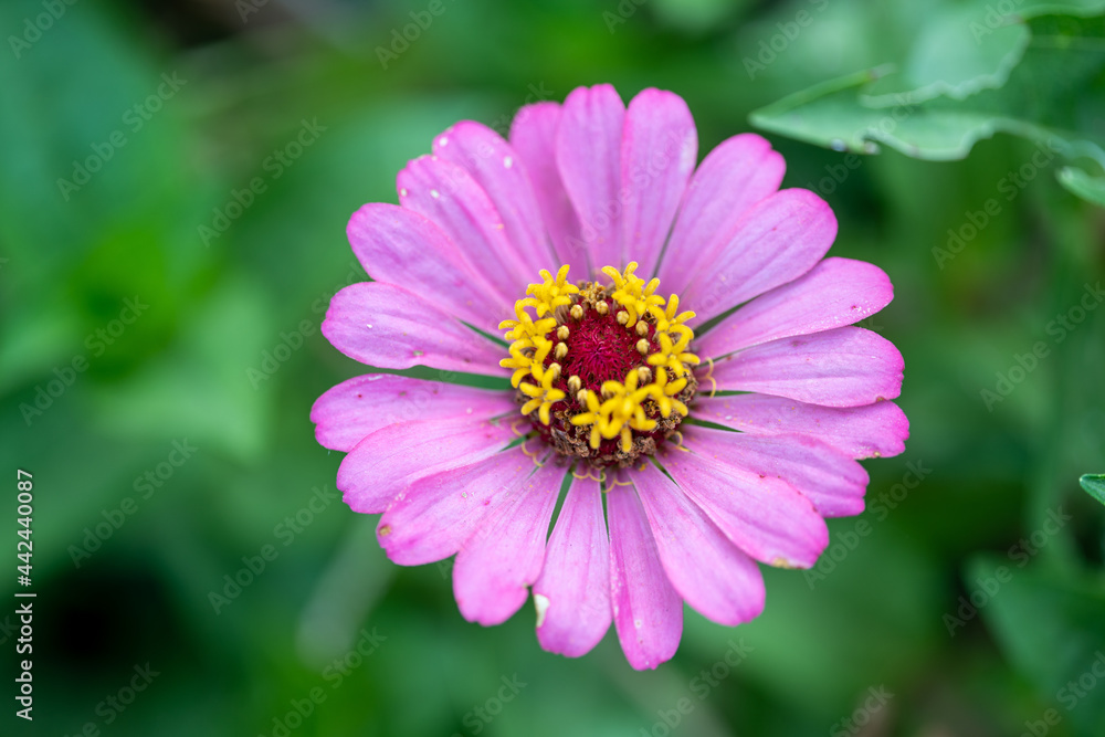 Close up zinnia flower on green leafy background. zinnia flower in tropical garden is sunflower family genus. All flowers are red, pink and yellow. Close up zinnia flower on green leafy background. zinnia flower in tropical garden is sunflower family genus. All flowers are red, pink and yellow.
