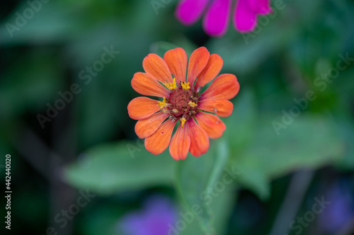Close up zinnia flower on green leafy background. zinnia flower in tropical garden is sunflower family genus. All flowers are red, pink and yellow.