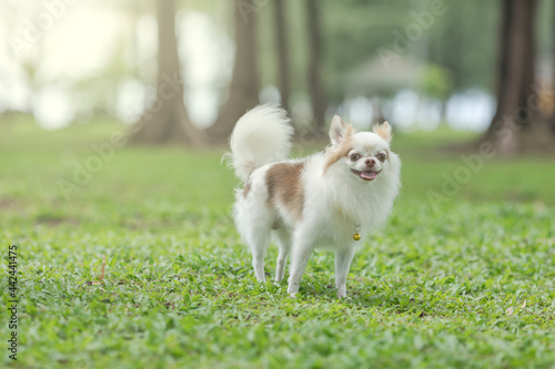 Happy chihuahua, dog in the garden. Chihuahua dog, smiling with a tongue out gesture standing and playing, on the grass in the garden. © Nos