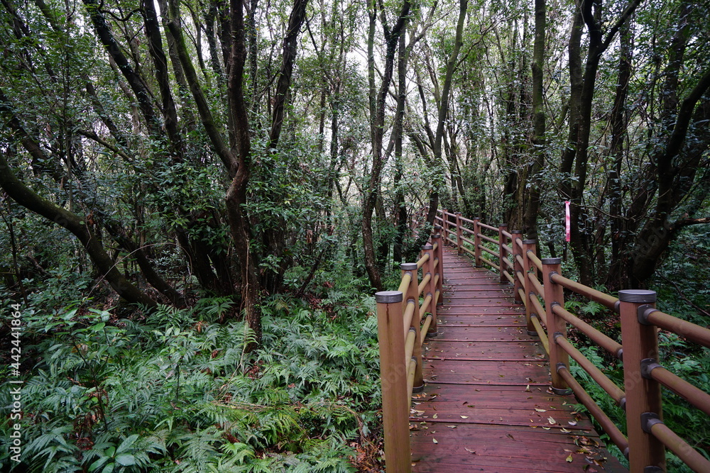 Obraz premium a fine pathway through a deep forest