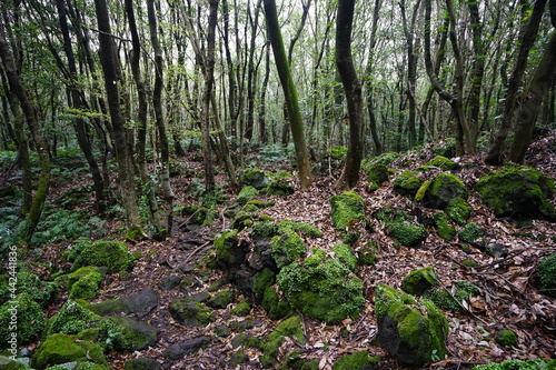 a spring forest with mossy rocks