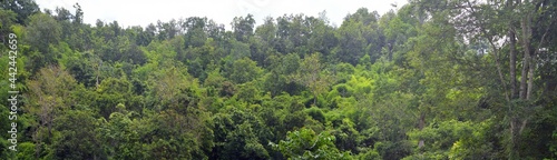 panorama of forest and mountain