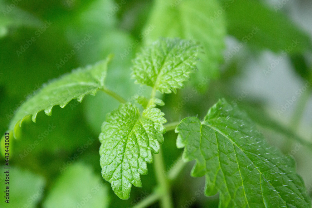 Mint leaves close up. Green mint leaves. Greens in a pot. Mint leaves close up. Green mint leaves. Greens in a pot.
