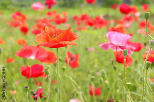 ポピー 赤い 美しい 綺麗 可憐 かわいい 花畑 ビビッド 野原 © rin