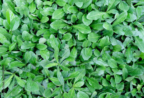 bright green leaves background texture