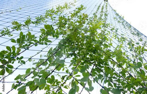 green vine tropical foliage plants stretching along the net