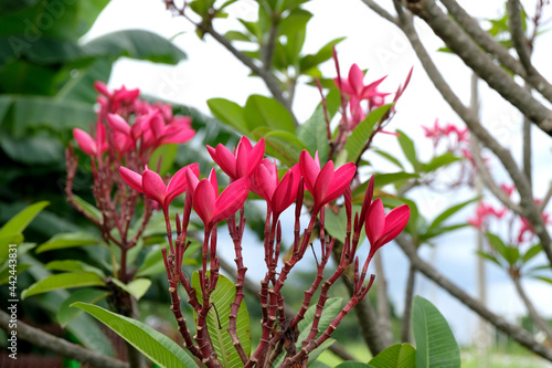 Red Frangipani flowers up their necks to absorb the air and sunlight.