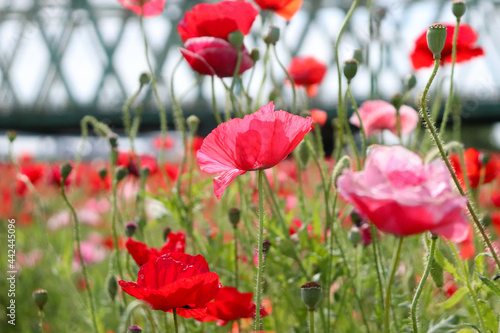 ポピー 群生 花畑 赤い グリーン ピンク 美しい 綺麗 可憐 鉄橋 橋 カラフル © rin