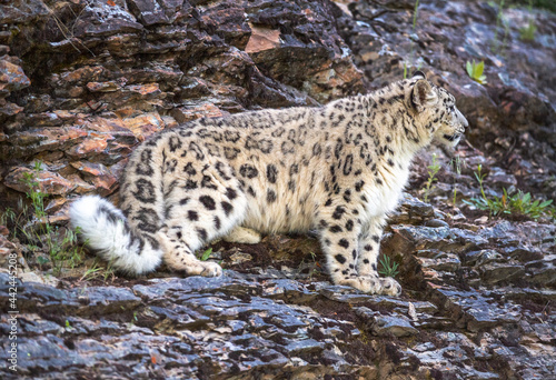 Snow Leopard on the move