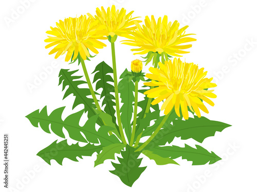 黄色いタンポポの花