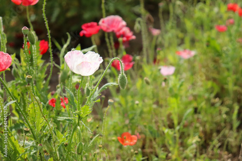 ポピー 赤い 白い 野原 草花 美しい 可憐 綺麗 さわやか 満開 春 © rin