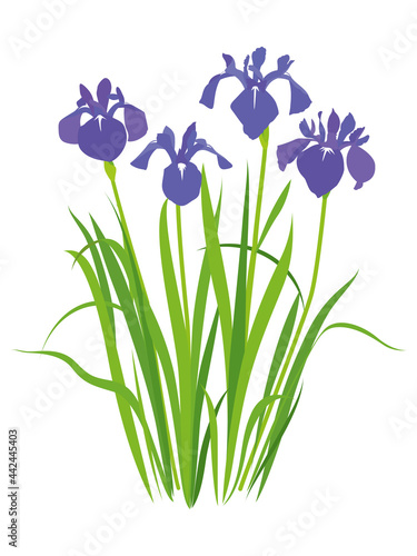 Fototapeta Naklejka Na Ścianę i Meble -  紫色のカキツバタの花