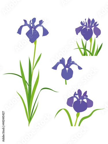 紫色のカキツバタの花