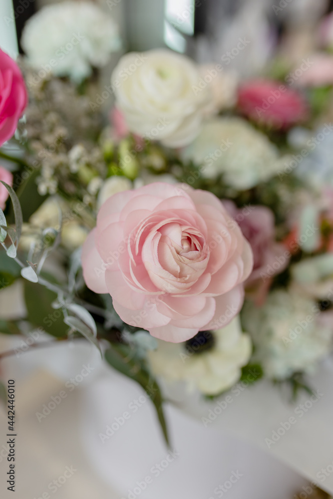 Obraz premium Ranunculus 