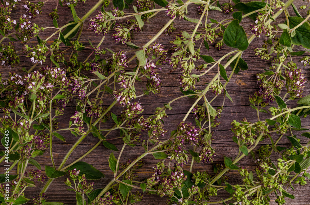 Flowering branches of fresh thyme Flowering branches of fresh thyme