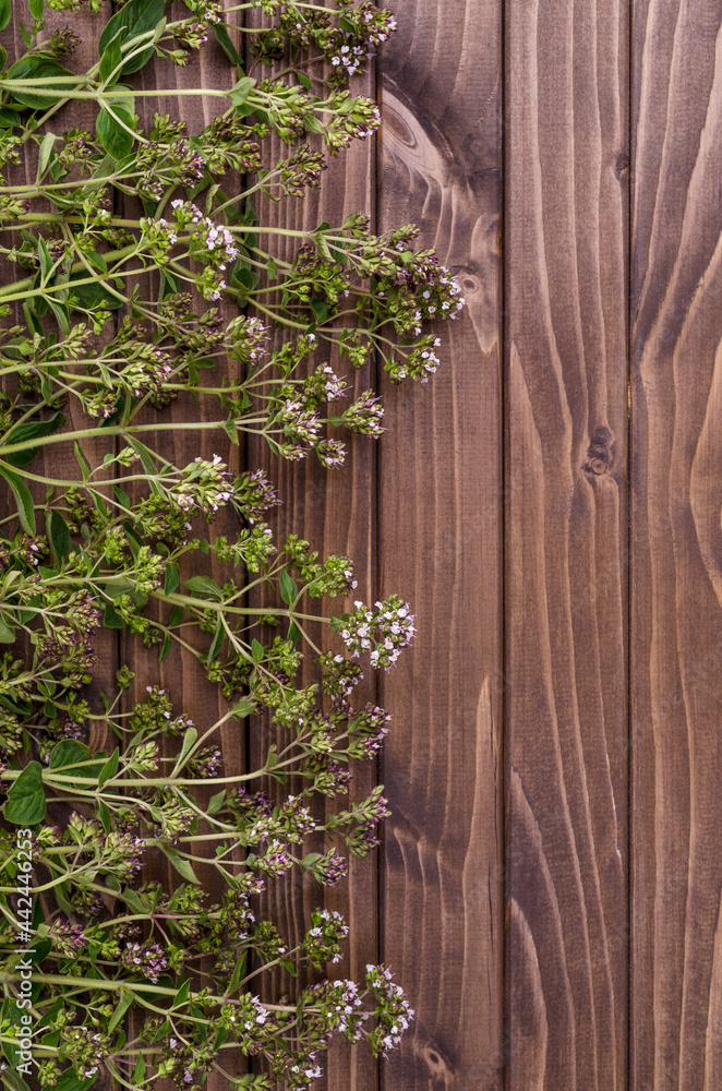 Flowering branches of fresh thyme