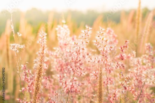 close-up of flowers in autumn of a tall grass species on sunset background, used to background,grass flower with lake background.pink and white Grass on the roadside in the evening sunshine.