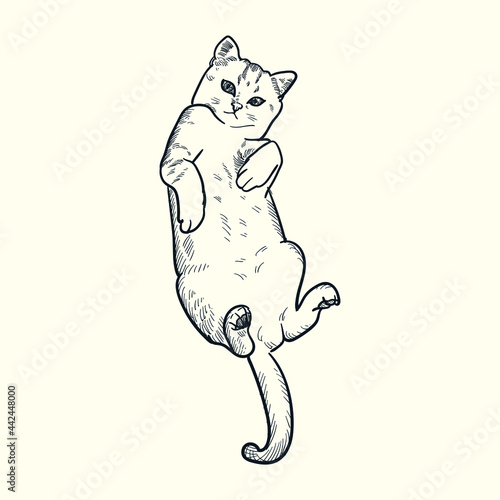 Vintage hand drawn sketch playful cat