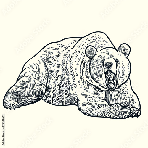 Vintage hand drawn sketch roar bear