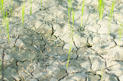 Drought.Rice fields and drought.Rice plants waiting for water.Plants waiting for water.background.Rice fields in Thailand.