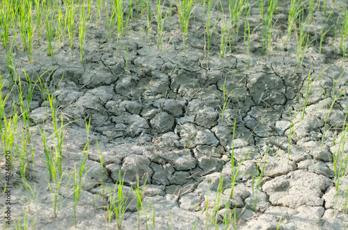 Drought.Rice fields and drought.Rice plants waiting for water.Plants waiting for water.background.Rice fields in Thailand.