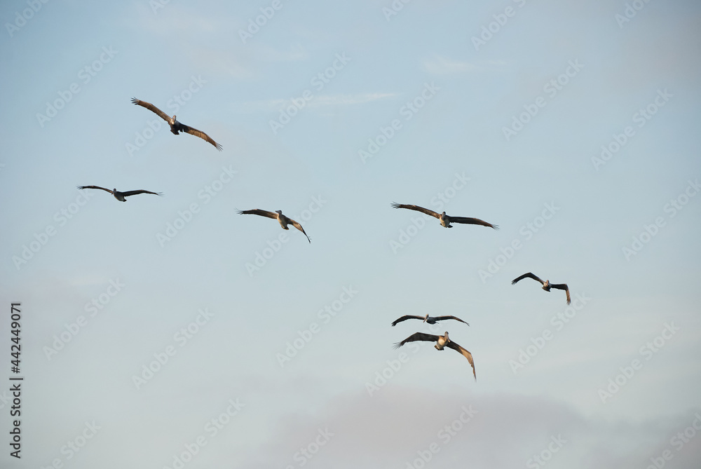 Group of pelicans flying in the sunset sky.