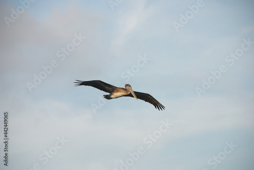 Pelican flying in the sky at sunset.