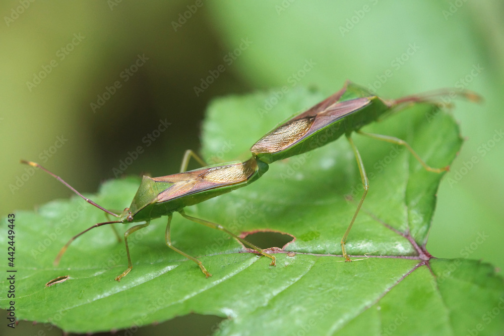 カメムシの交尾 カメムシの交尾
