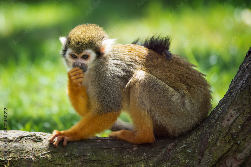 Fototapeta premium Squirrel monkey sits on a log and eats 