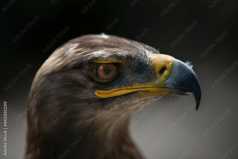 Close up portrait of a steppe eagle Close up portrait of a steppe eagle