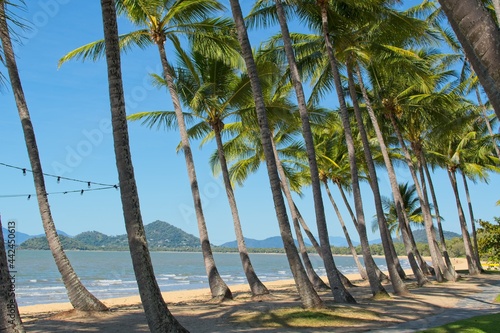 Palm trees on tropical beach in Palm Cove North Queensland 