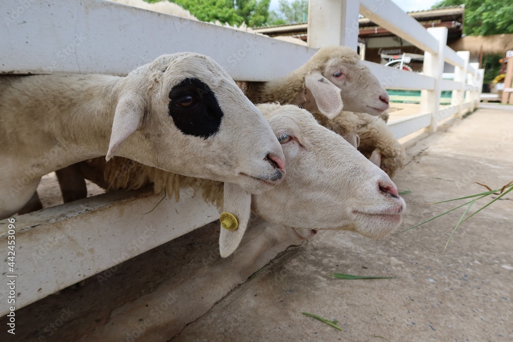 Fototapeta premium A group of white sheep on the farm eating grass in the morning Pet concept