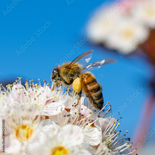 bee on a flower