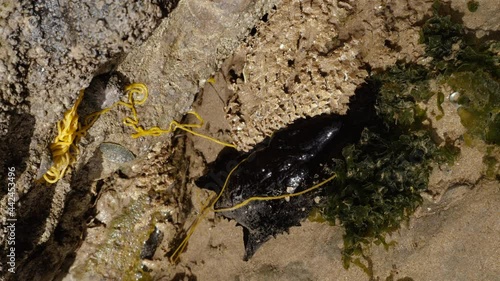 Sea hare (sea slug) spawning eggs at the beach of Essaouira, Morocco. Animals in their natural habitat. photo