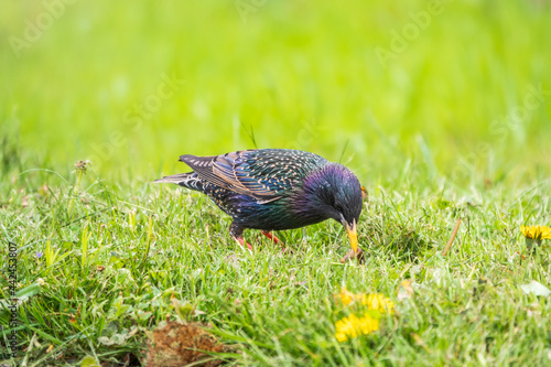 The common starling or European starling, Sturnus vulgaris, collects worms on a sprng lawn. photo