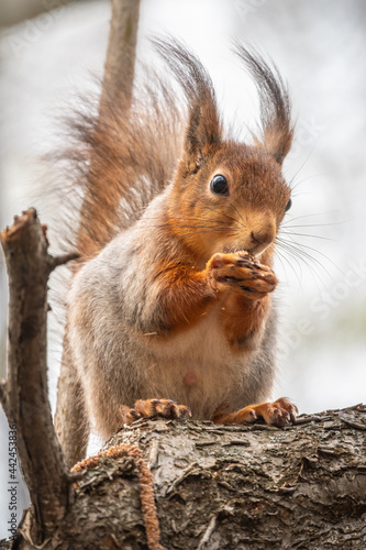 The squirrel with nut sits on a branches in the spring or summer.