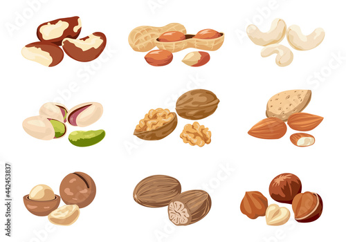Nut. Cartoon cashew and peanut with shells. Natural nutmeg or macadamia. Delicious walnut and almond. Food products set. Vegan snacks. Organic ingredients. Vector healthy nutrition