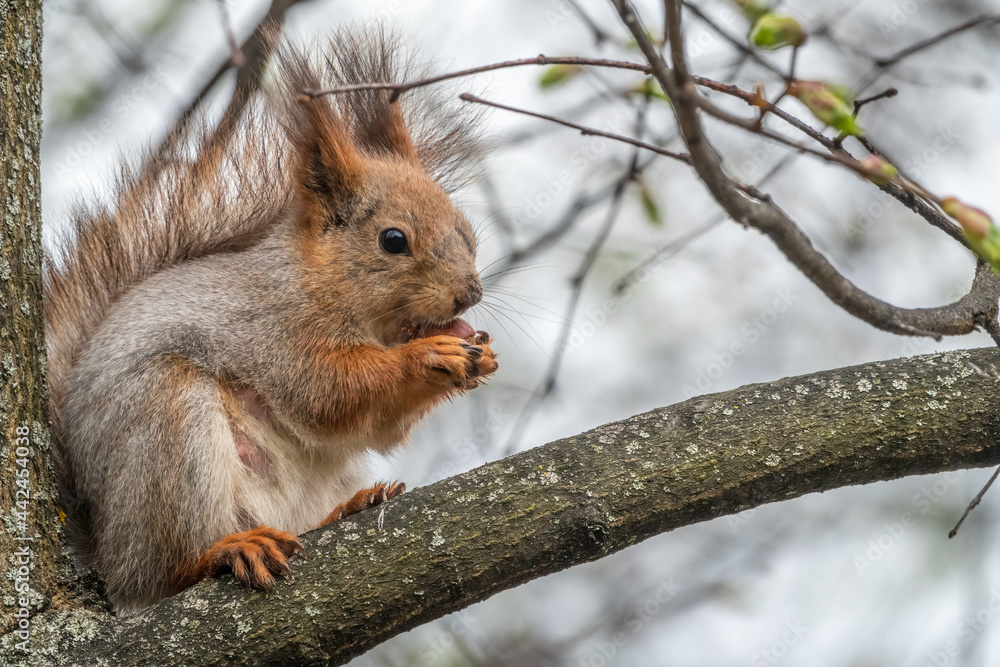 The squirrel with nut sits on a branches in the spring or summer. The squirrel with nut sits on a branches in the spring or summer.