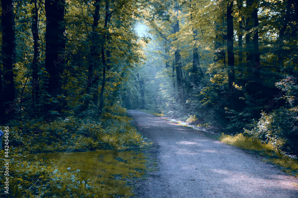 Obraz premium Waldnebel