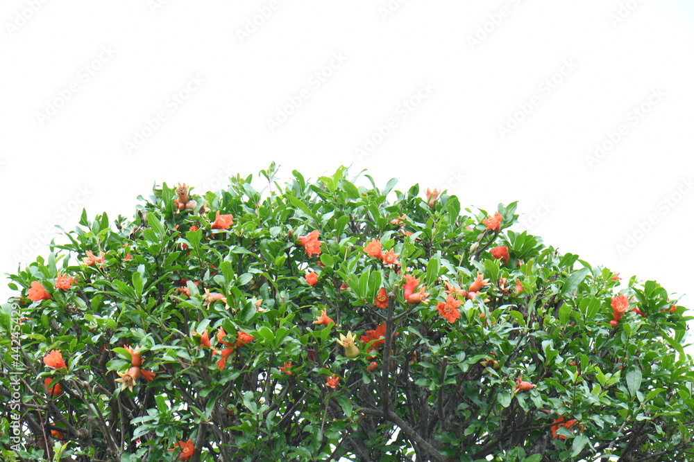 ザクロの花 ザクロの花