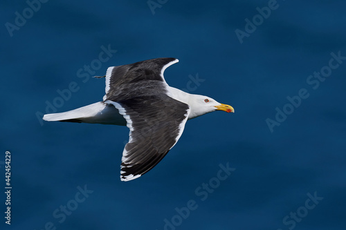 Great black-backed gull (Larus marinus) photo
